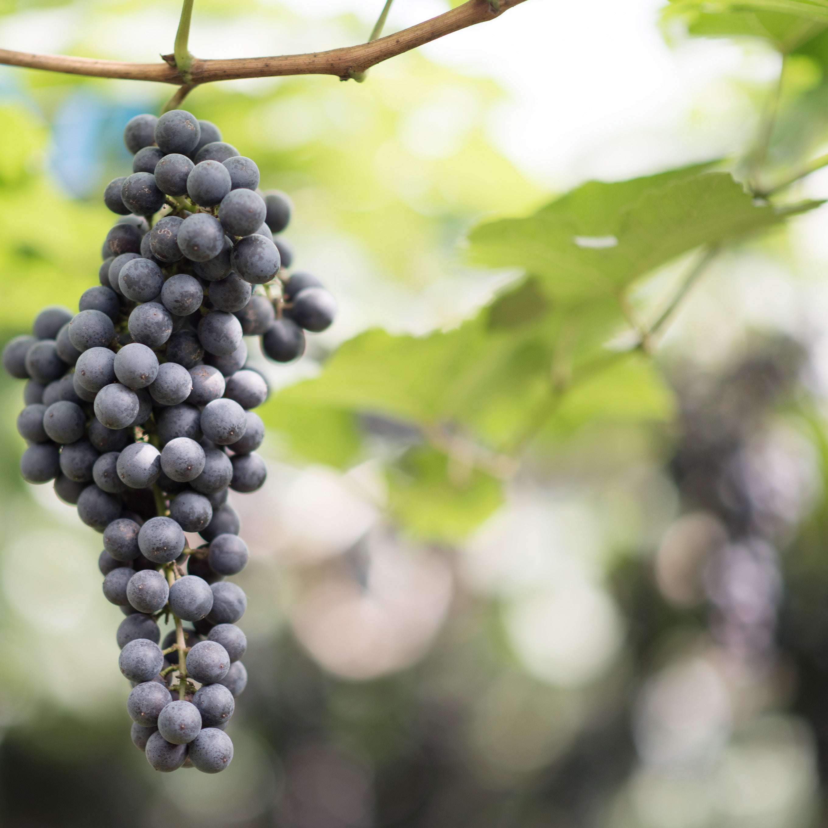 tuscan grapes
