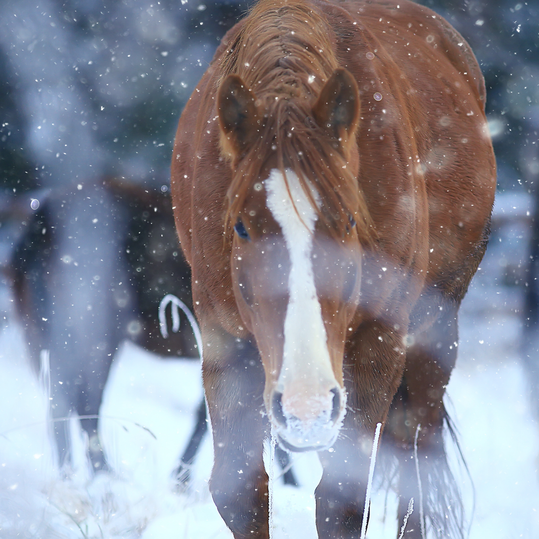 arnica 97% extra forte