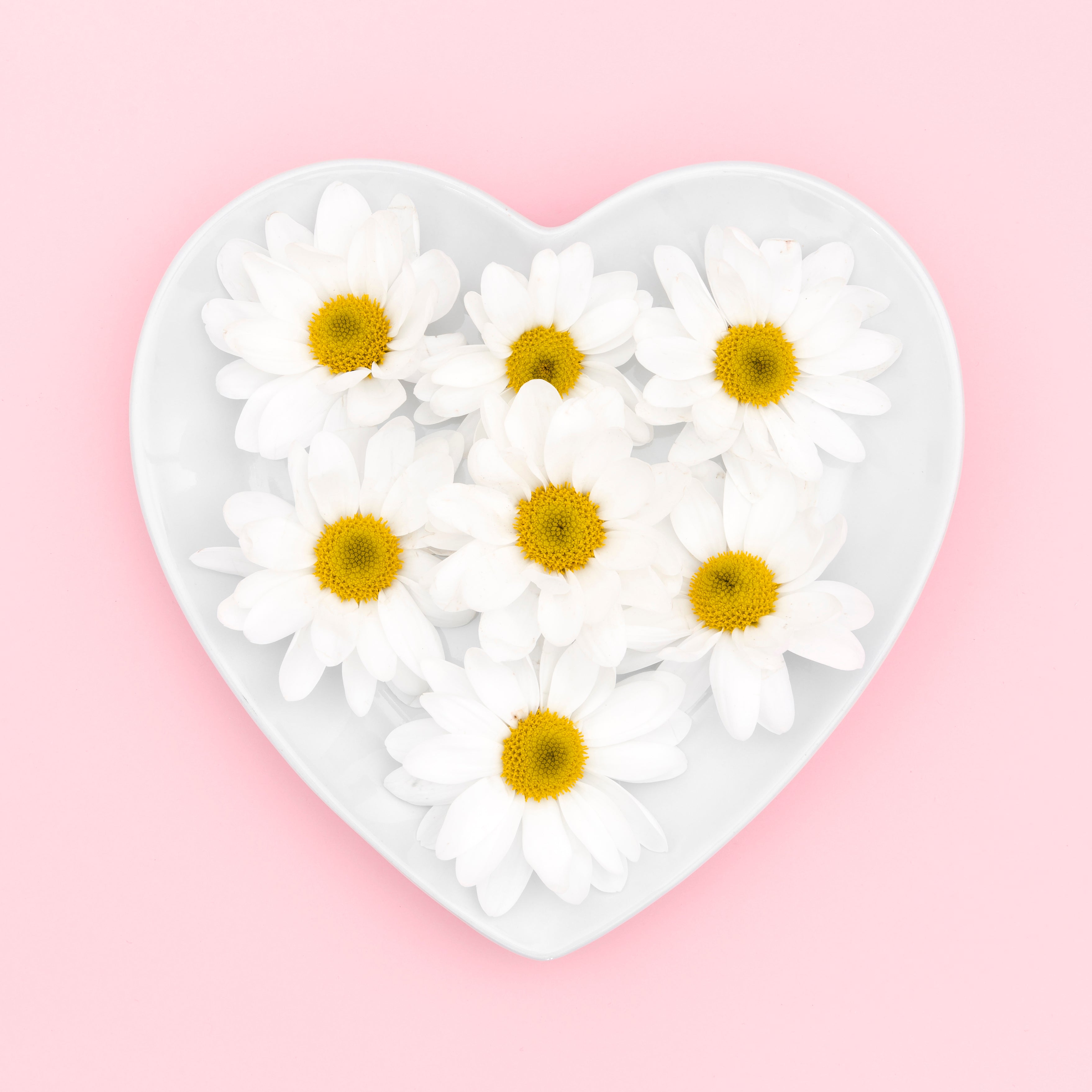bloom shield