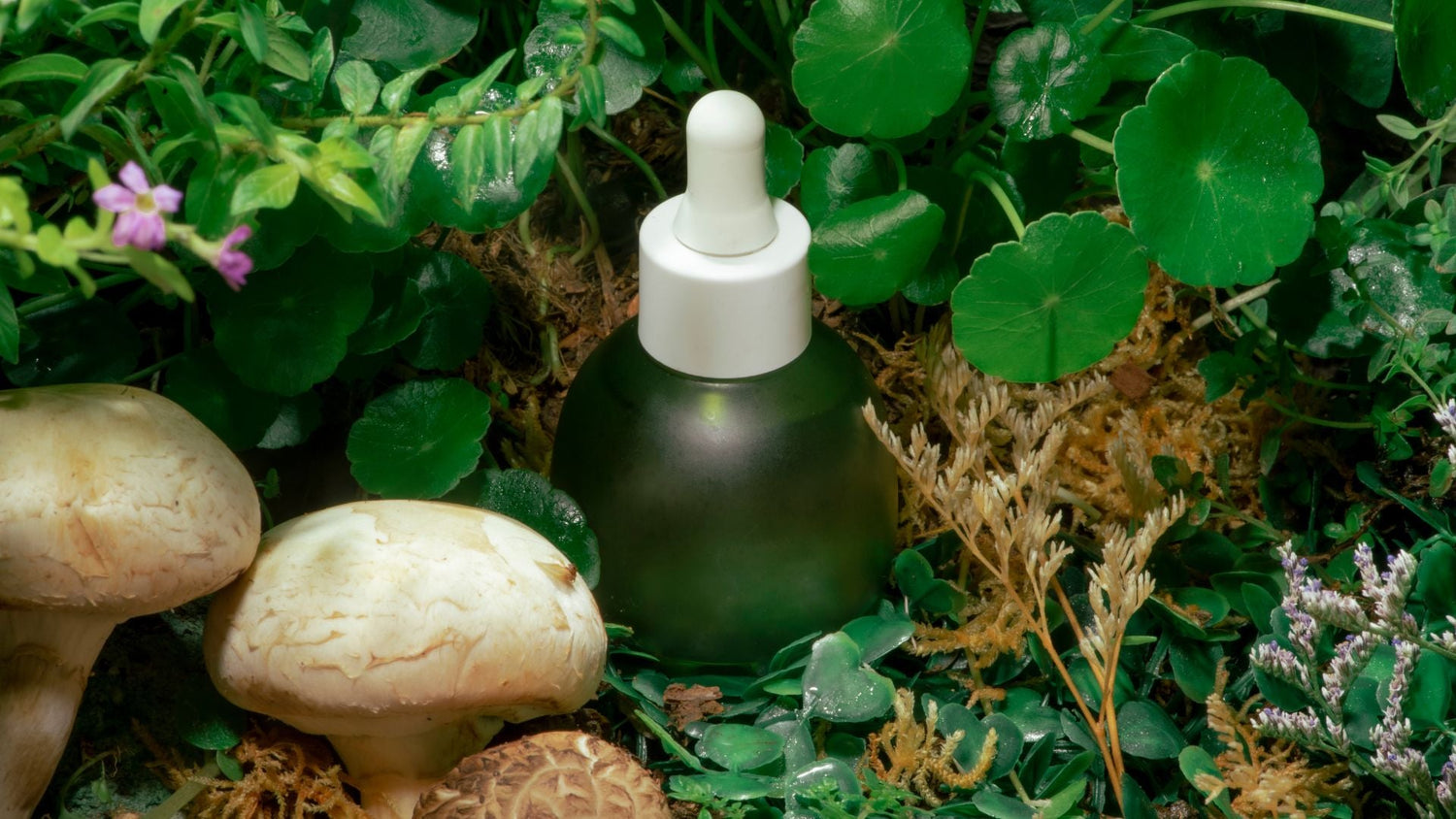 FUNGHI IN COSMESI: INGREDIENTI NATURALI DALLE PROPRIETÀ SORPRENDENTI